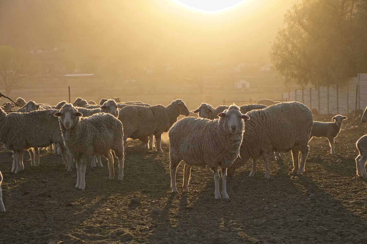 Let's revive our small towns through agriculture and agritourism